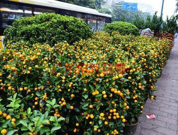 供應(yīng)哪里有賣好吃的桔子-廣東哪里有賣桔子-大量批發(fā)桔子。