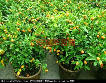 供應(yīng)哪里有賣好吃的桔子-廣東哪里有賣桔子-大量批發(fā)桔子。