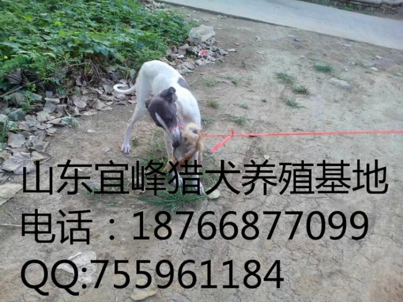 供应格力犬多少钱一只