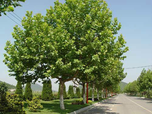 北京哪里直銷速生法桐、垂柳、白蠟、國槐、金葉榆、花卉基地