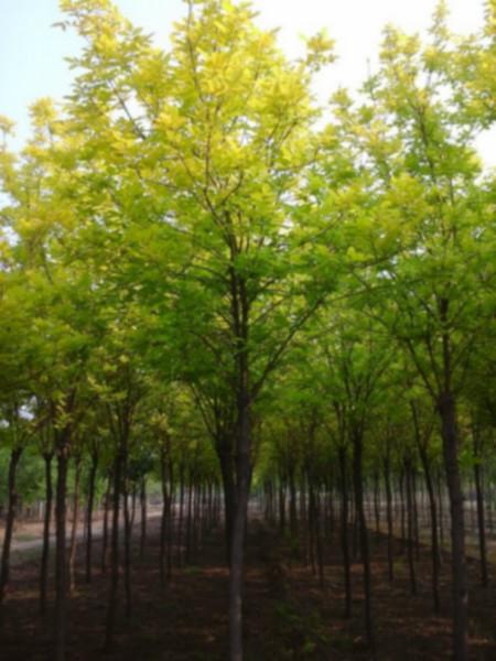 河北金葉榆圖片/河北金葉榆樣板圖 (2)