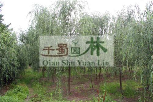 供應垂柳，*垂柳，