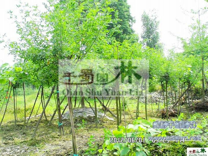 供應(yīng)黃花槐，*黃花槐產(chǎn)地