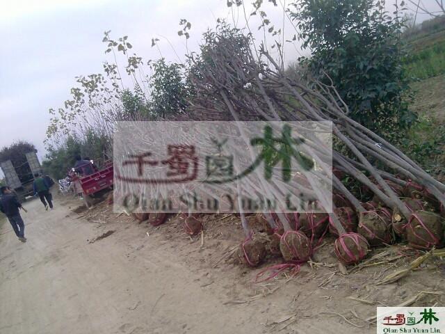 供應(yīng)紅葉李。高桿高分枝紅葉李，紅葉李價格