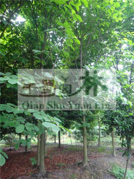 供應(yīng)白玉蘭，高桿高分枝白玉蘭，白玉蘭價格