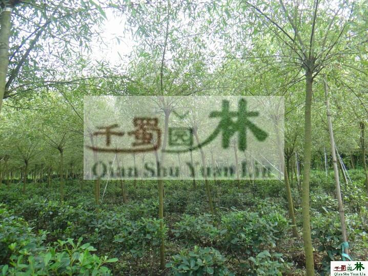 供應垂柳，*垂柳，