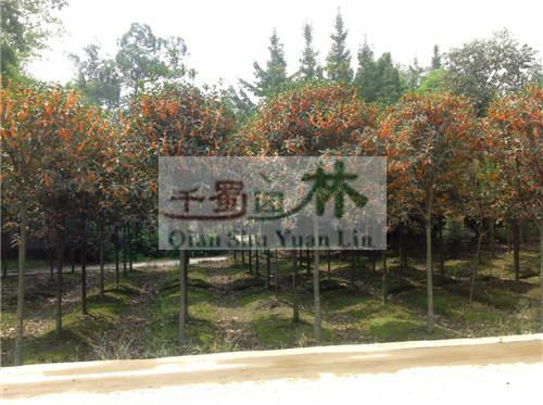 供應丹桂，高桿高分枝丹桂，丹桂價格，*丹價格