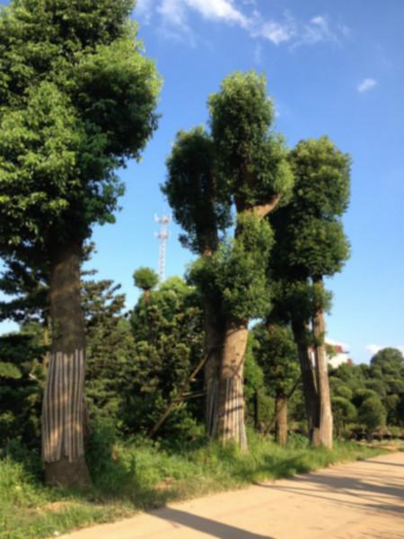 供应香樟，香樟苗木，香樟供应，香樟直销，香樟价格，湖南香樟种植基地直销批发哪家好图片