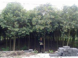 大豐大葉女貞，基地園林綠化工程苗木高桿大葉女貞