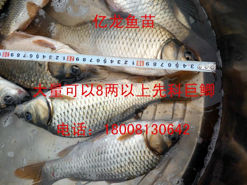 供應(yīng)大量批發(fā)先科巨鯽8兩以上大量批發(fā)先科巨鯽8兩以上）