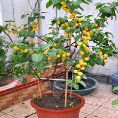 供應遼寧1公分嫁接杏樹苗  杏樹苗小苗出售