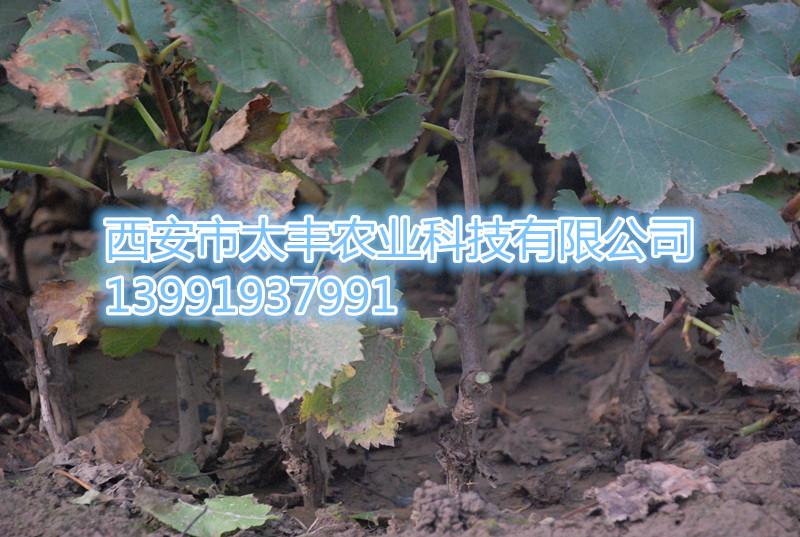 供應(yīng)用于種植的戶(hù)太八號(hào)葡萄苗銷(xiāo)售