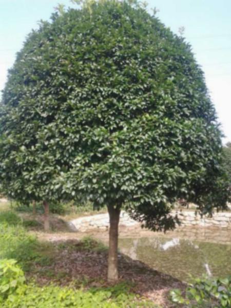 桂花價(jià)格｜湖南桂花苗木價(jià)格｜湖南桂花苗木多少錢｜湖南桂花苗木種植基地｜湖南桂花苗木批發(fā)價(jià)格
