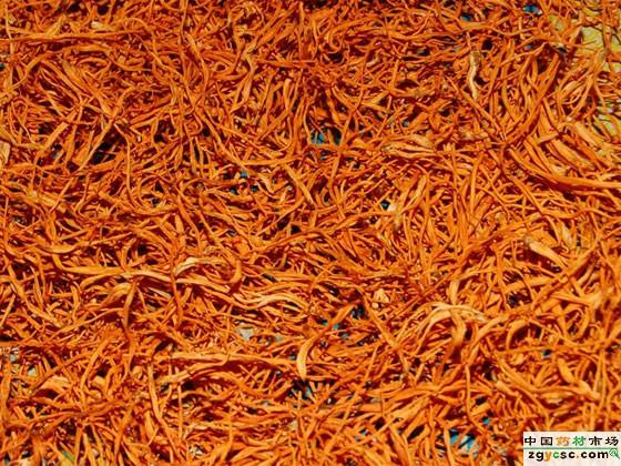 供應(yīng)金蟲草新產(chǎn)品