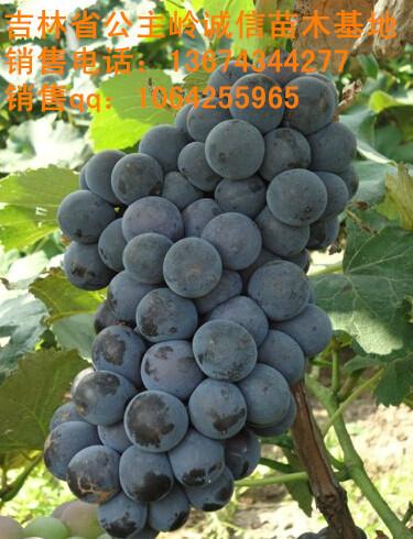 供應長春蜜汁葡萄苗基地、哪有出售茉莉香吉林葡萄苗的