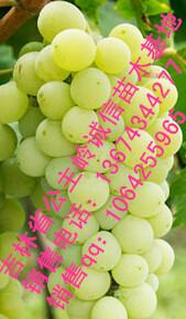 供應(yīng)茉莉香葡萄苗吉林、黑龍江佳木斯出售蜜汁葡萄苗