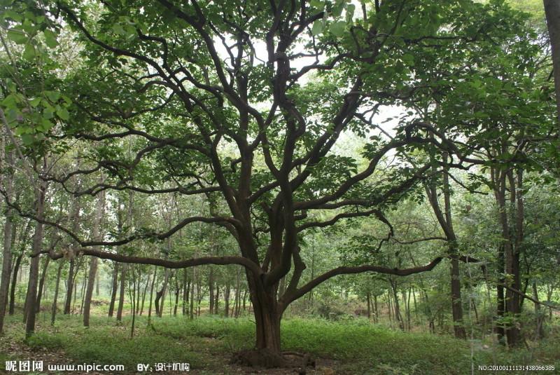 江蘇柿子樹(shù)安徽柿子樹(shù)河南柿子樹(shù)圖片
