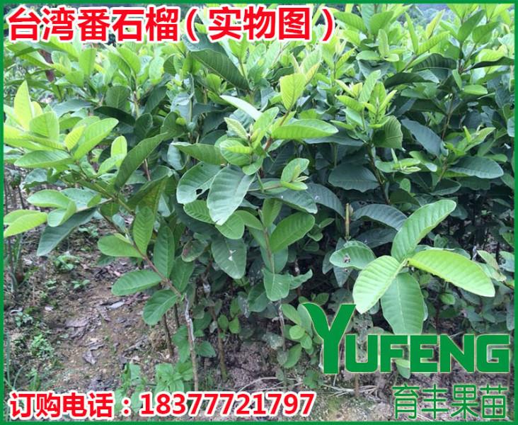 臺灣番石榴苗圖片