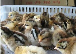 供應廣州土雞苗