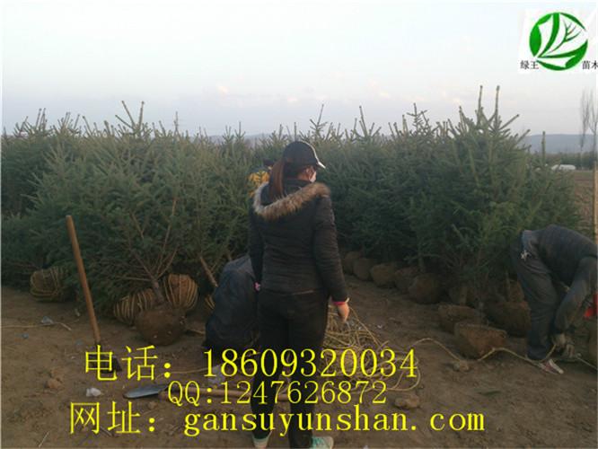 甘肅云杉圖片/甘肅云杉樣板圖 (2)