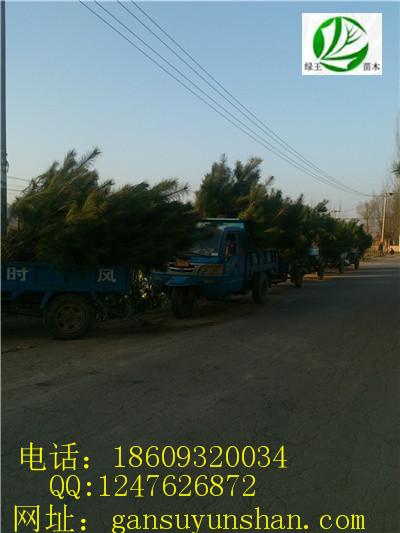 供應(yīng)甘肅油松價格