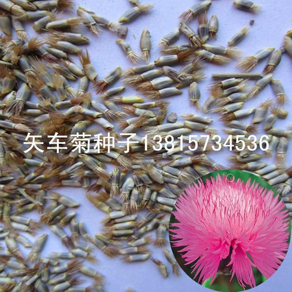 矢车菊种子地被绿化花草种子图片