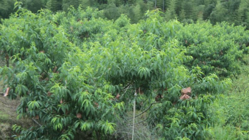 供應(yīng)高山黃桃及價挌