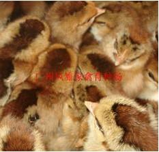 供應(yīng)麻雞苗供應(yīng)