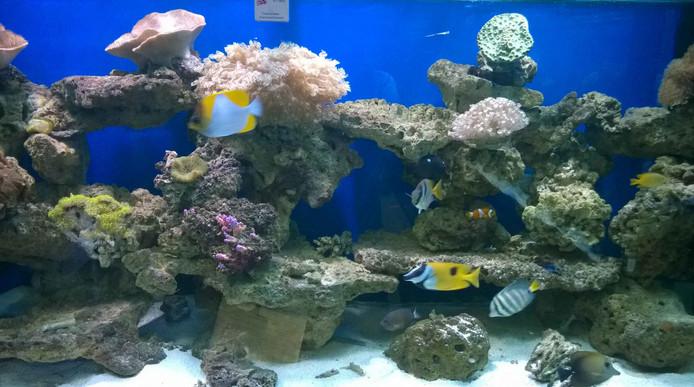 供應大型海水觀賞魚缸海水魚缸造景設計