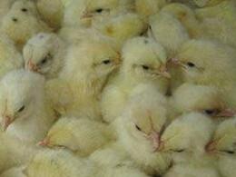 供應快大黃雞苗-圖