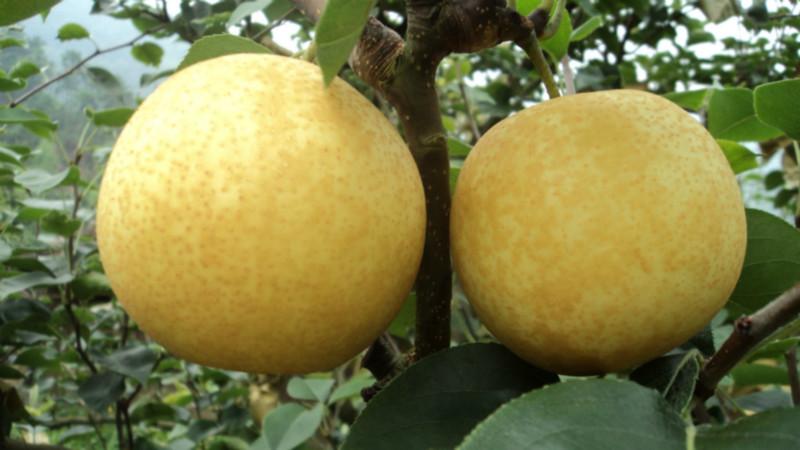 供應桃產(chǎn)地仙桃