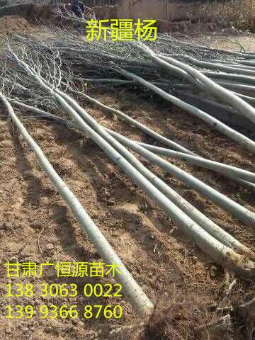 供應(yīng)甘肅省新疆楊胸徑1-15公分新疆楊樹苗
