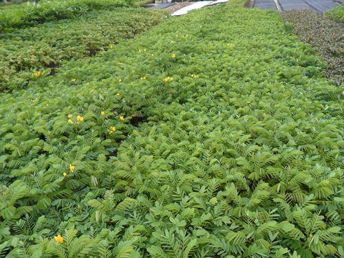 供應(yīng)嵊州新昌黃槐小苗現(xiàn)貨供應(yīng)，黃槐小苗價格