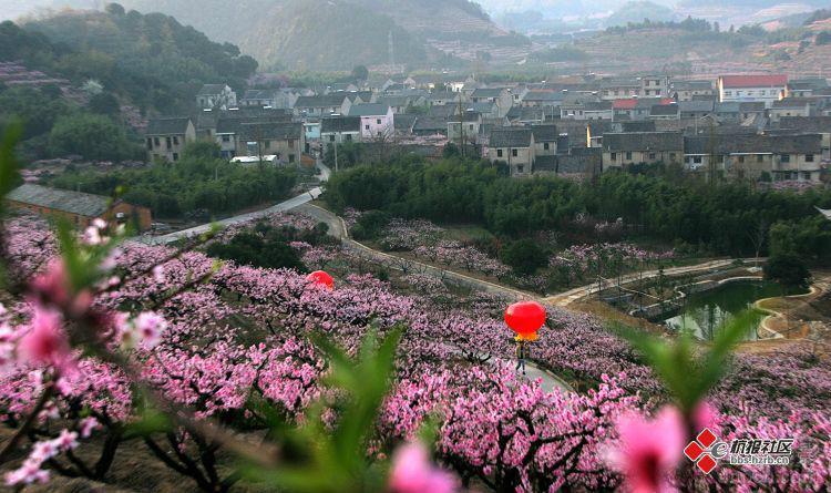 供應(yīng)奉化水蜜桃苗批發(fā)價(jià)格，奉化1年生水蜜桃苗，奉化1年生水蜜桃苗價(jià)格