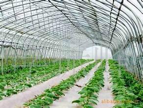 聊城大棚管圖片