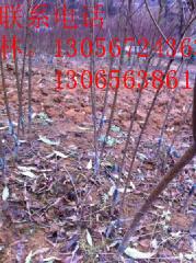 供應(yīng)用于的奉化水蜜桃桃苗