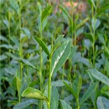 供應(yīng)喝碧螺春茶哪家*_蘇州東山喝碧螺春茶哪家*_喝碧螺春茶供貨商
