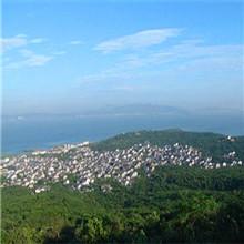 蘇州東山碧螺春供銷價(jià)格圖片