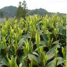 明前碧螺春圖片/明前碧螺春樣板圖 (3)