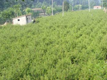 供應(yīng)浙江華山松樹苗，浙江華山松樹苗報(bào)價，浙江華山松樹苗供應(yīng)商