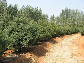 供應(yīng)雪松，雪松報(bào)價(jià)，雪松種子