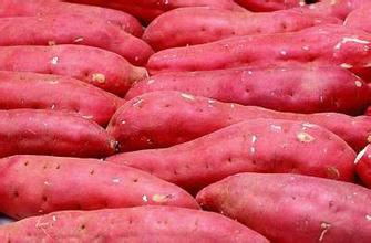 供應(yīng)夏津縣紅心地瓜多少錢一頓批發(fā)