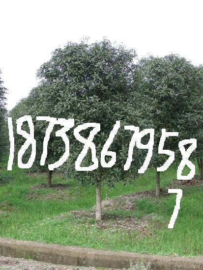 供應(yīng)桂花/2公分桂花價(jià)格/5公分桂花價(jià)格/6公分桂花價(jià)格