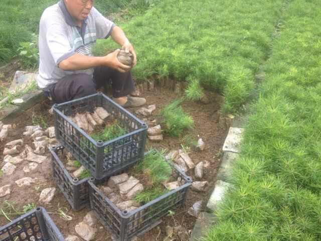 金边麦冬报价 金边麦冬产地 金边麦冬价格 金边麦冬基地 金边麦冬哪里找 金边麦冬哪里好图片