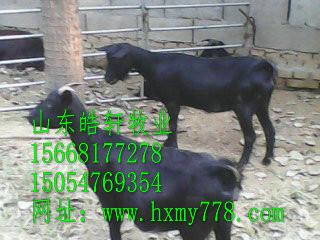 供應臨沂市杜泊羊羊市場價多少錢