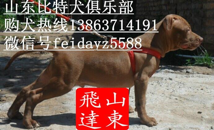 南通比特犬斗狗图片