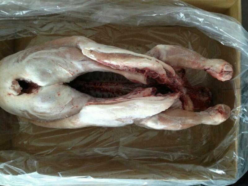 供應(yīng)新西蘭羔羊胴體