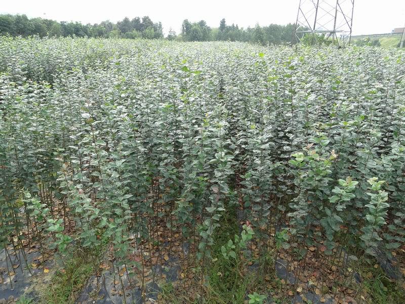 出售農(nóng)大鈣果苗89號樹苗適應性強