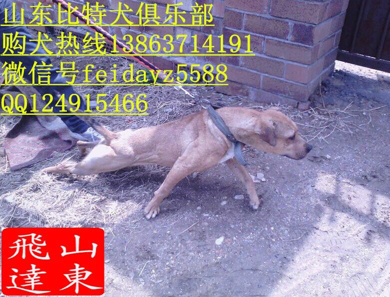 福州比特犬价格图片