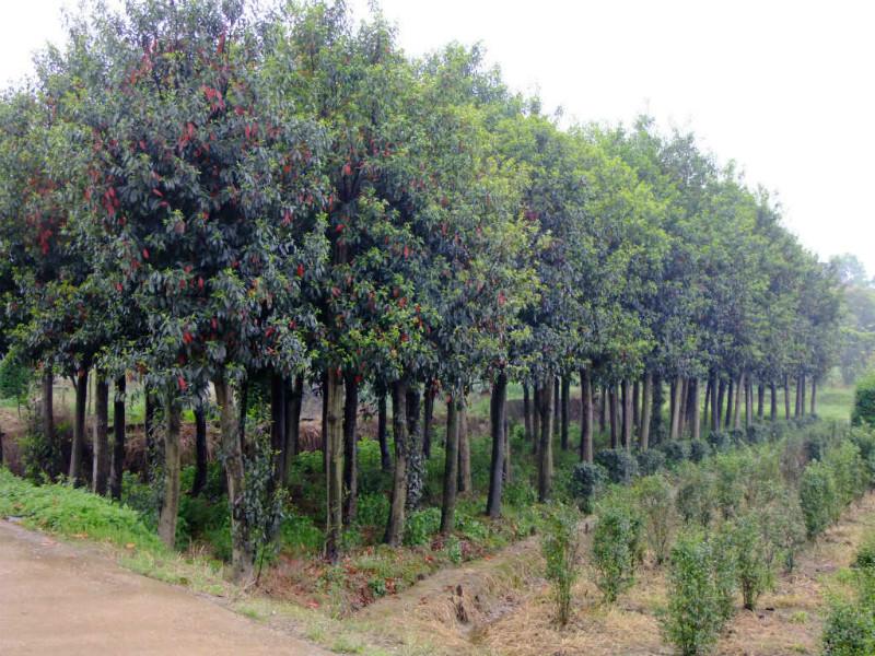 福建廈門圖片/福建廈門樣板圖 (4)